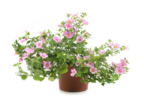 Bacopa Pink Beauty